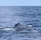 Gestrande potvis (Physeter macrocephalus)