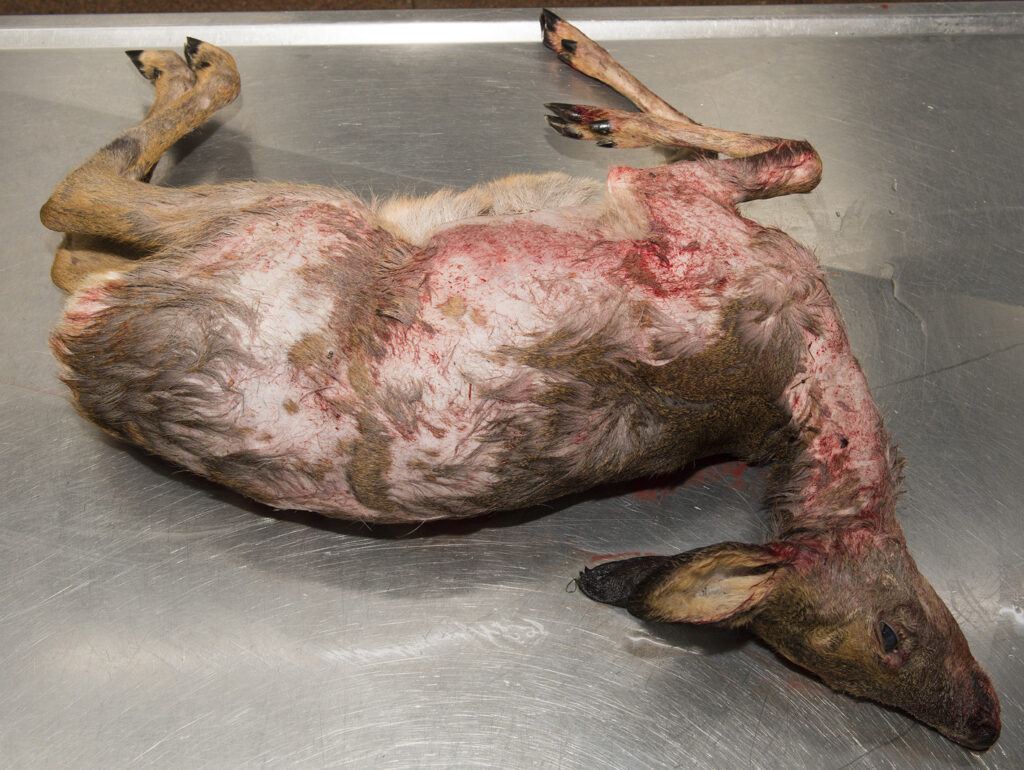 Kale reeën door Demodex-mijten