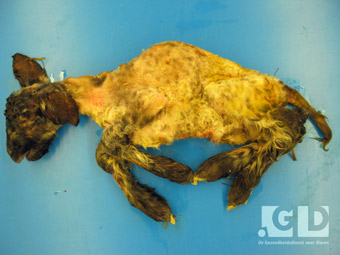 Schmallenbergvirus en wilde dieren