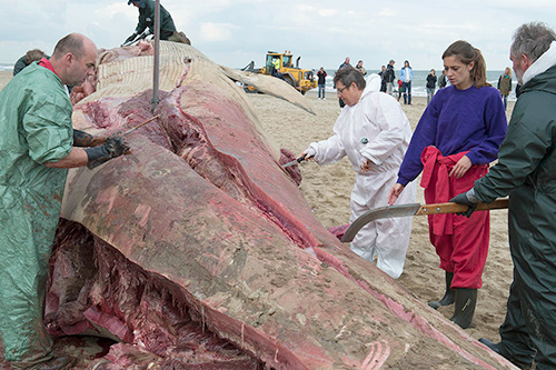 Microscopisch onderzoek geeft aanvullende aanwijzingen; doodsoorzaak vinvis was aanvaring.