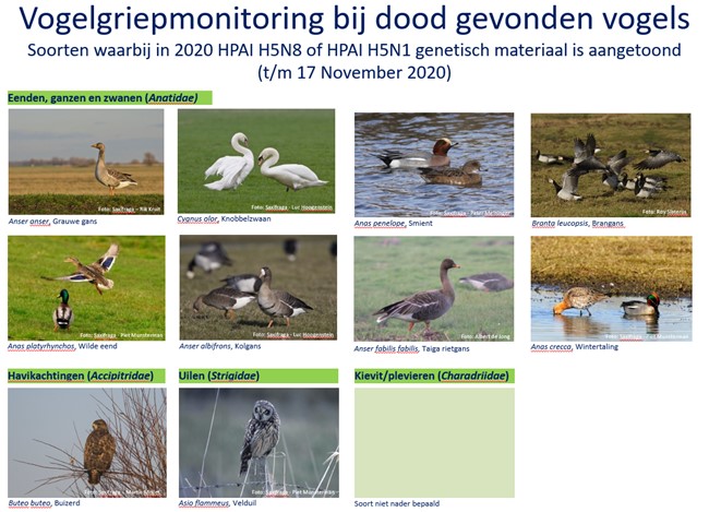Wilde vogelsoorten aangetoond besmet met hoog-pathogene vogelgriepvirussen in 2020 in Nederland