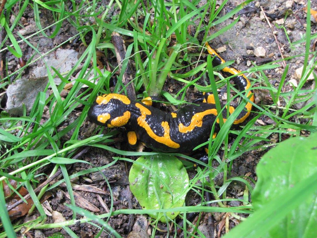 Dodelijke schimmel voor salamanders nu ook in Duitsland