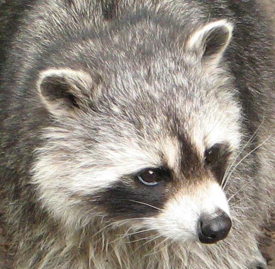 Voortplanting wasbeer in Nederland een feit