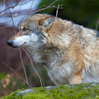 Grote belangstelling voor de wolf van Luttelgeest