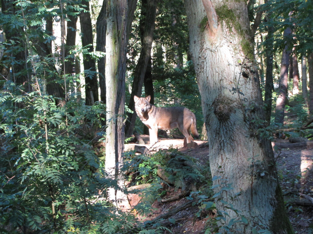 Gevonden dier langs A28 was wilde wolf