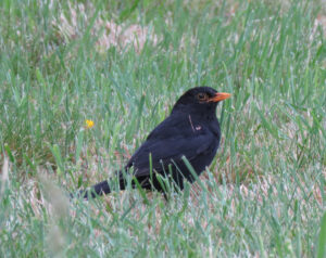 Mannetjes merel in het gras