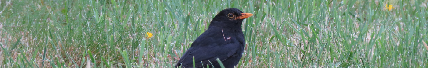 Mannetjes merel in het gras