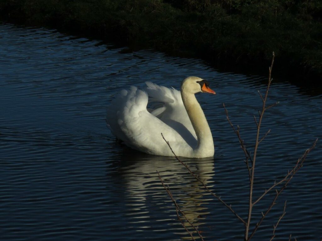 Zieke en verzwakte zwanen: “zombiezwanen”