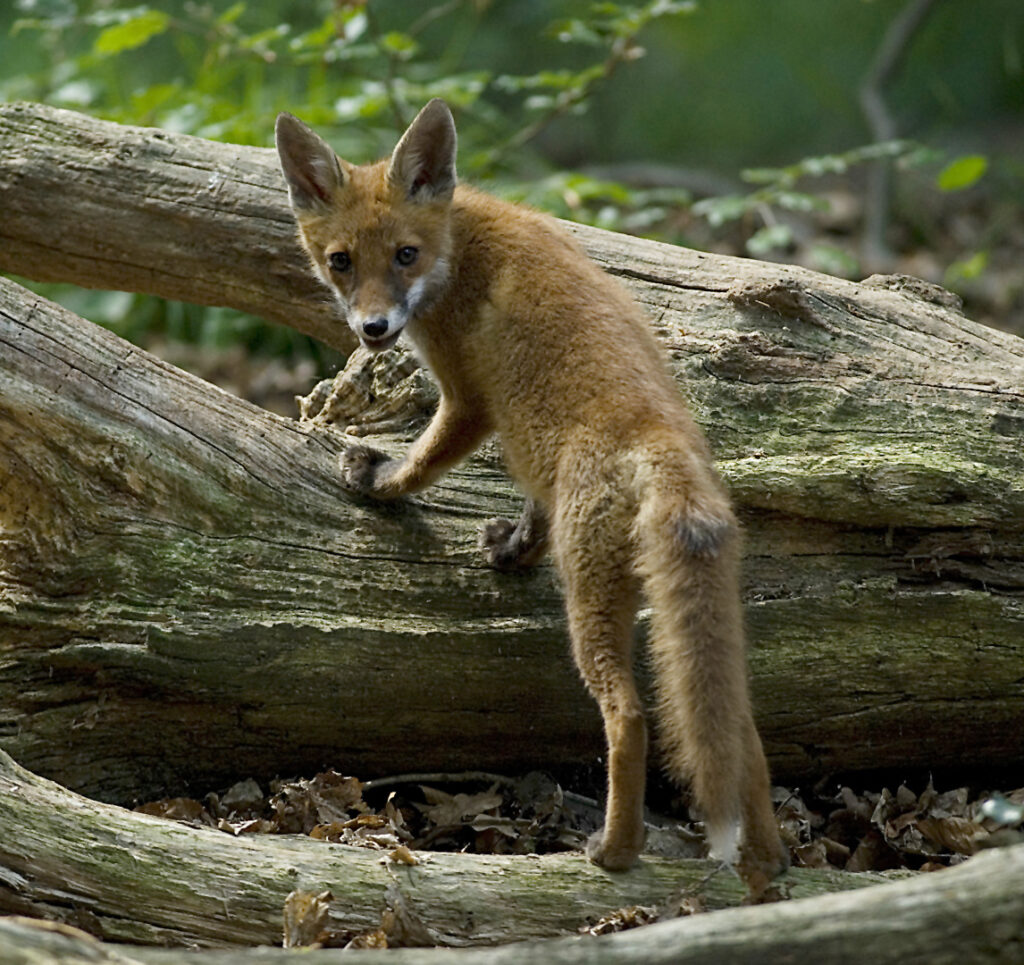 Vos besmet met canine adenovirus-1