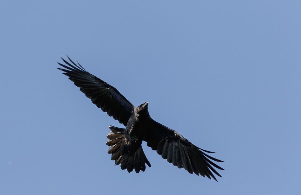 Update vogelgriep bij raven: 4e jong leeft nog