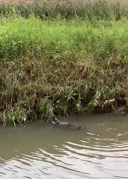 Bever dood door gedraaide darm