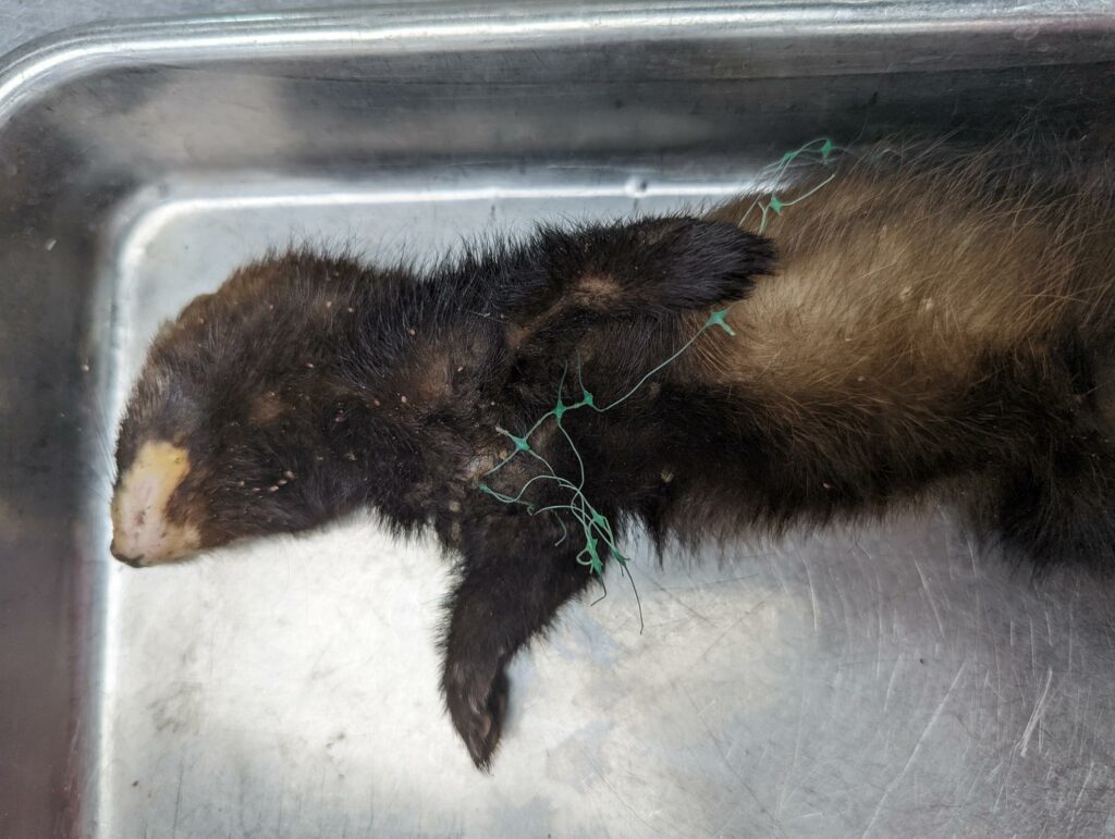 Bunzing met mollengaas ingegroeid in het lichaam