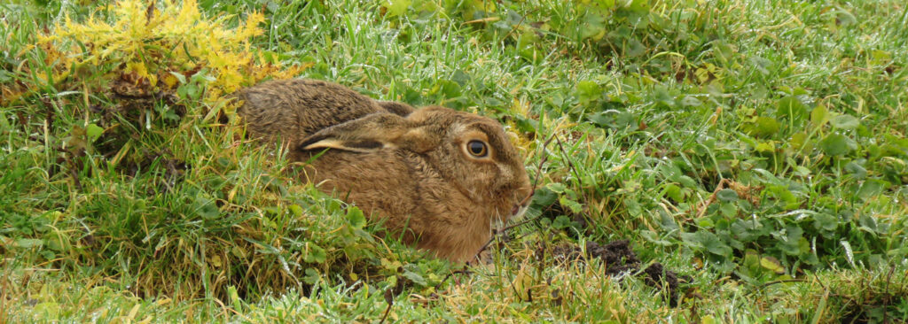 Opkomende ziekte hazenmyxomatose blijven volgen in 2025