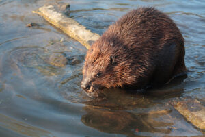 Bever zittend op een tak in het water