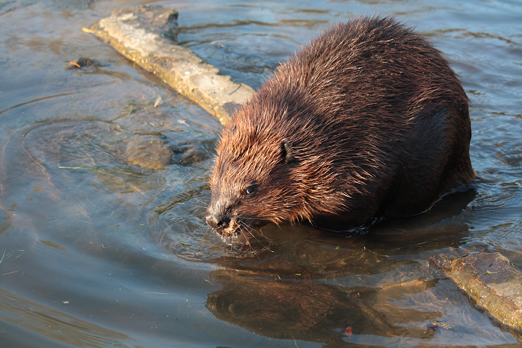 Bever met hersen(vlies)ontsteking door oorontsteking