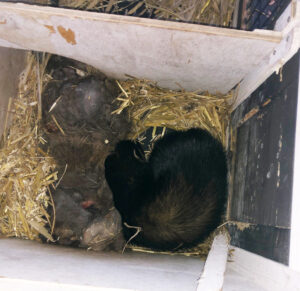 Bunzing en konijn in konijnenhok