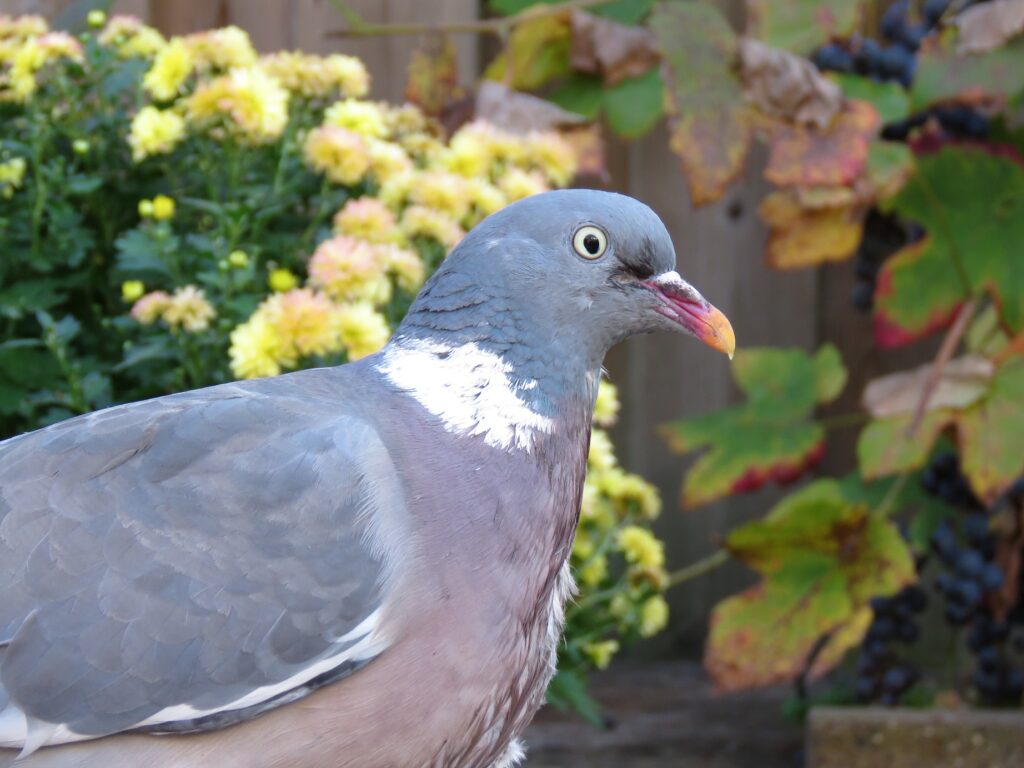 Duivensterfte door het geel