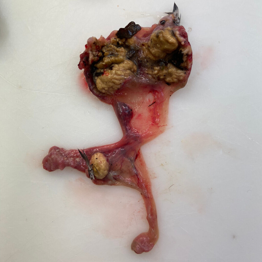 Close up van de kazige, geelachtige brei.