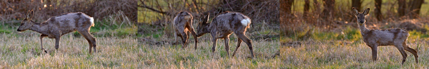 Reeen met korte haren, Haarbruchsyndrom