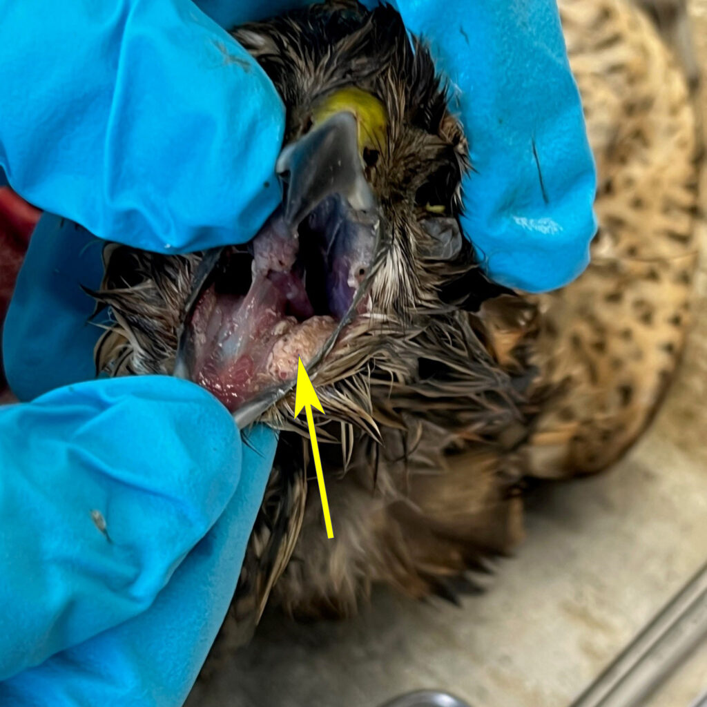 wit-gelige aanslag op het slijmvlies van de snavelholte van een sperwer