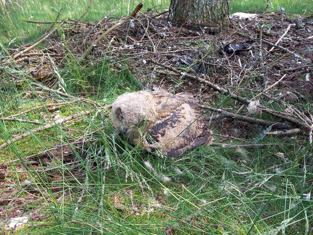 jonge oehoe met vogelgriep