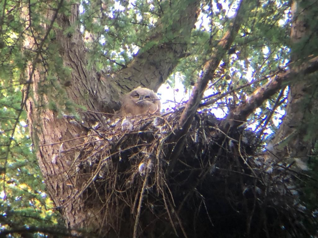 jonge oehoe op het nest