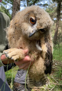De jonge oehoe met 'scheve kop'
