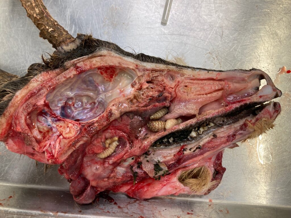 Doorgezaagde kop van een reebok met keelhorzels in de neusholte