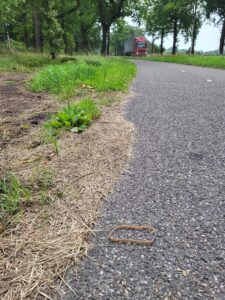 elastiek in de natuur