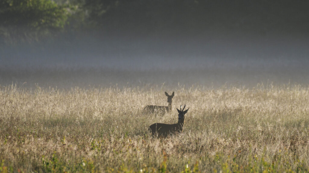 Nationale reeënsurveillance 2024