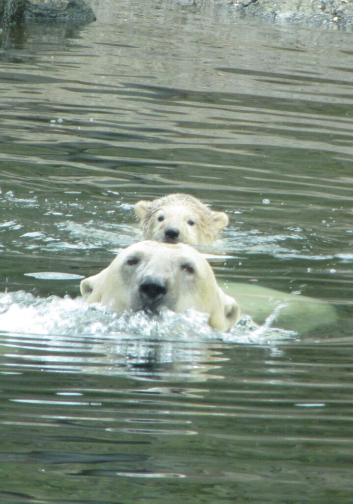 Alaska: ijsbeer dood door vogelgriep