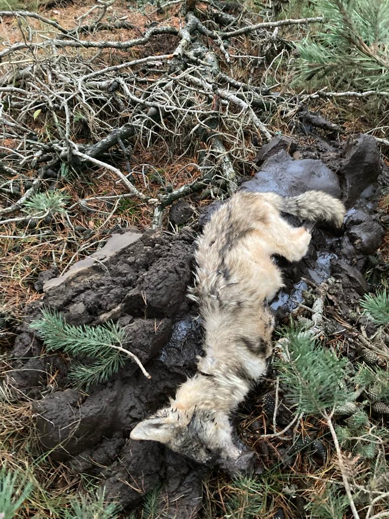 Wolf dood door bacteriële infectie