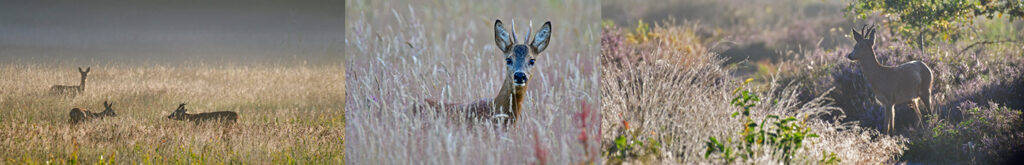 Voortgang nationale reeënsurveillance – verlenging t/m maart 2025