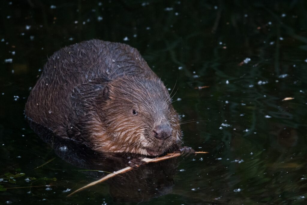 Resultaten speerpuntdier 2024: de bever