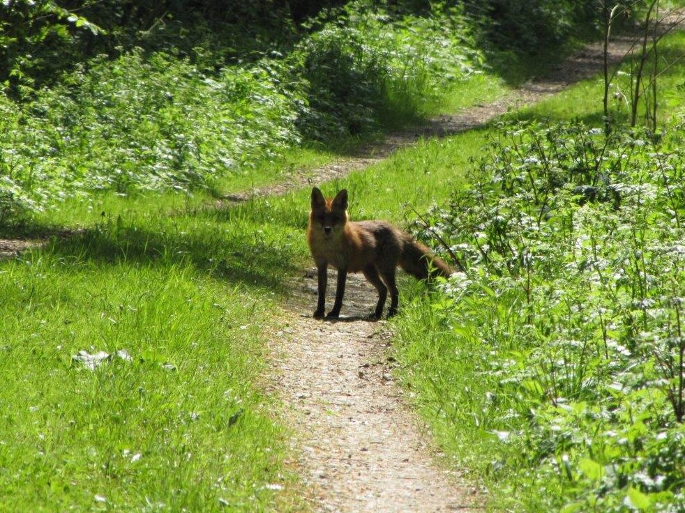 Extra waakzaamheid voor zoogdieren in verband met vogelgriep