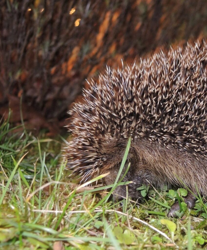 Egel met pop-off syndroom
