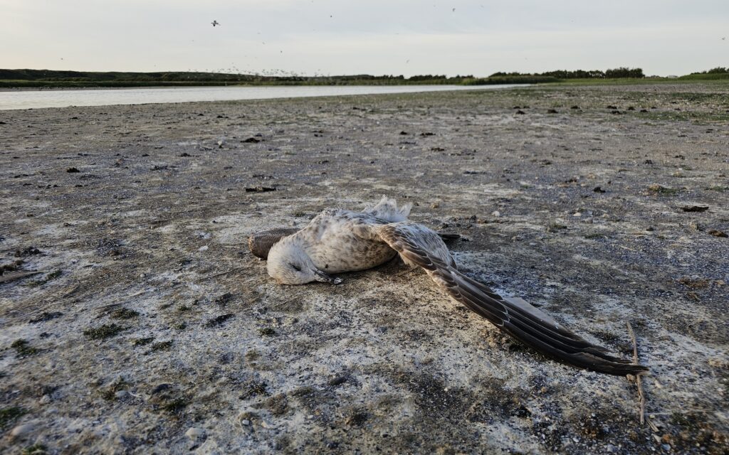 Neemt het aantal vogelgriepslachtoffers onder wilde vogels weer toe?