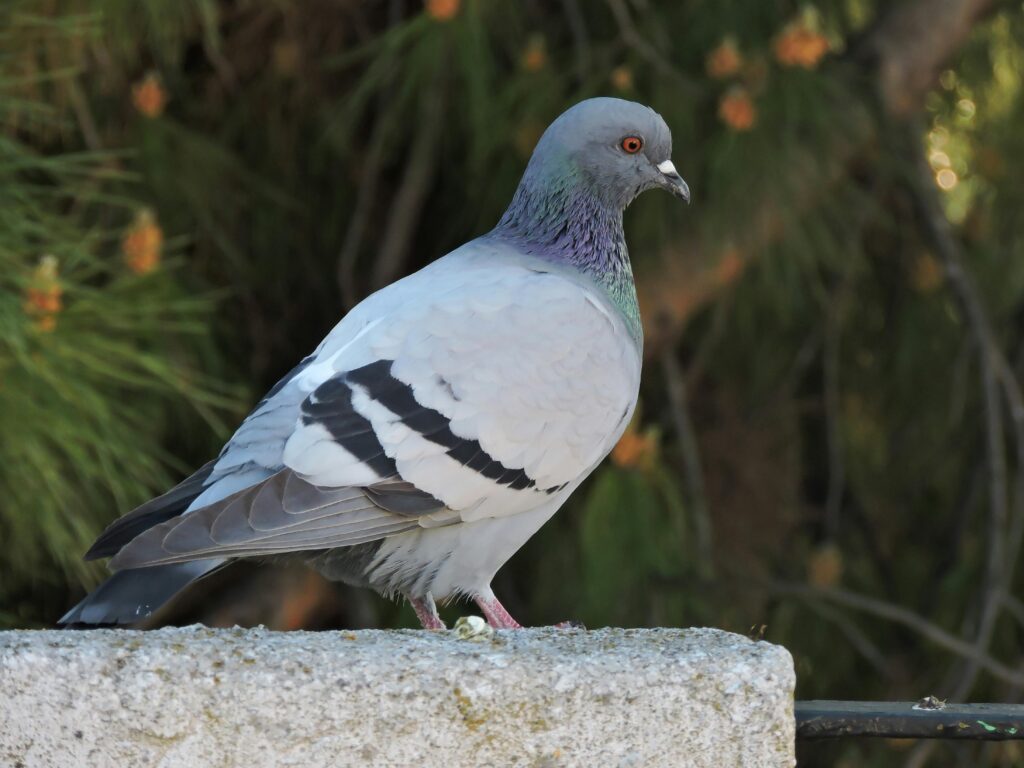 Update Newcastle Disease onderzoek: vijf duiven positief