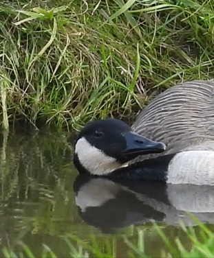 H5N1-virus opnieuw wijd verspreid onder wilde vogels