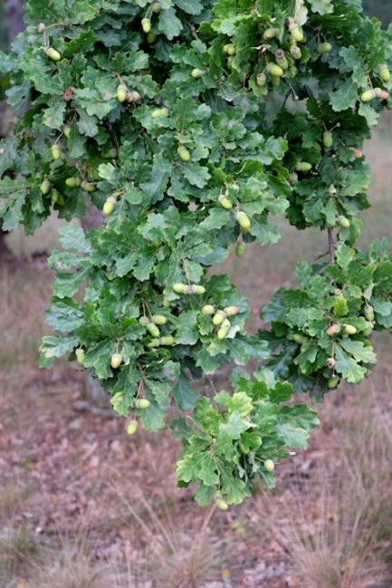 Edelhert met eikelintoxicatie