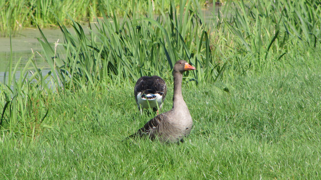 Vogelgriep op z’n retour dit voorjaar?