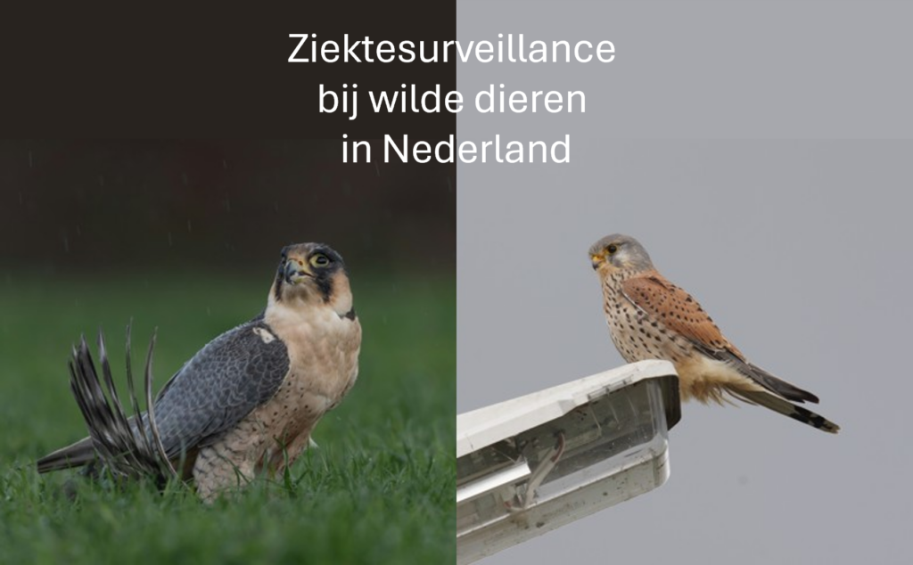 DWHC Jaarrapport 2025