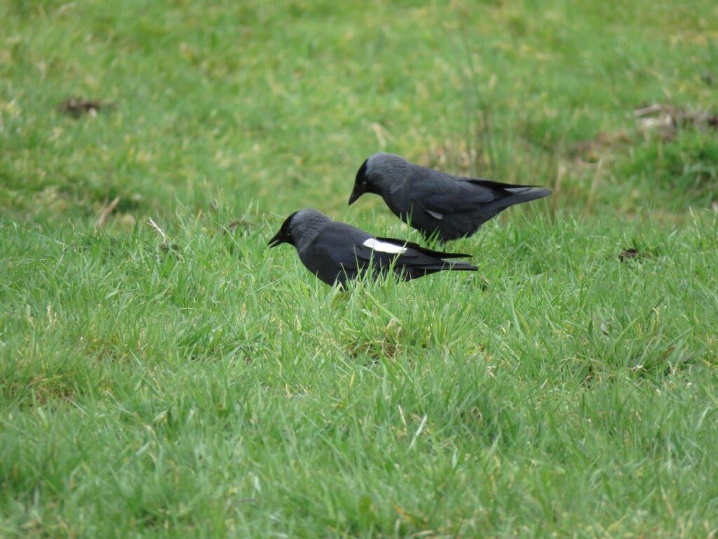 Westnijlvirus gevonden in wilde kauwen in 2025