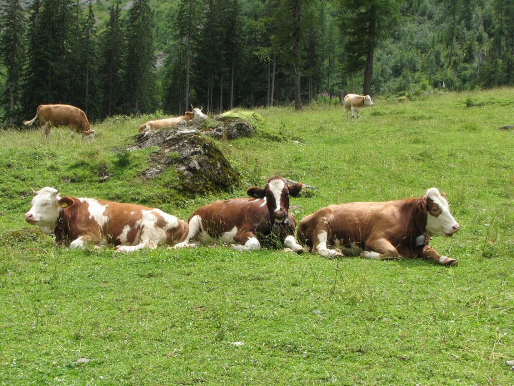 Frankrijk: uitbraak lumpy skin disease in nieuw departement, Rhône