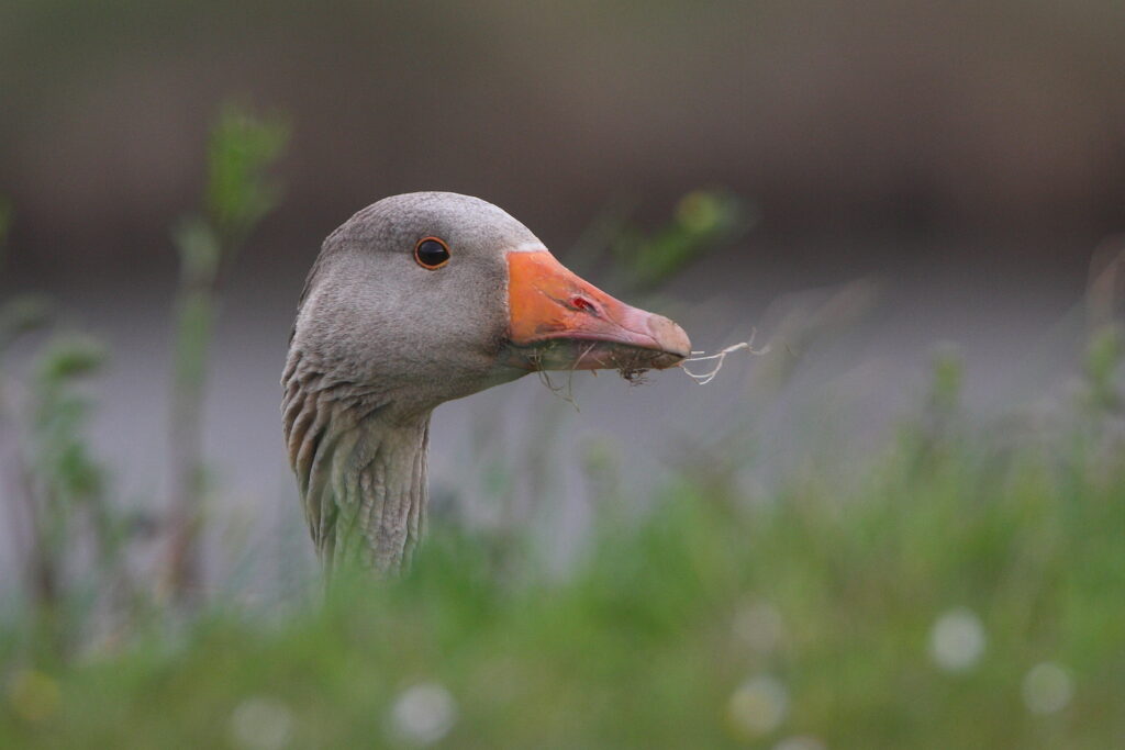Onderzoek naar betrouwbaarheid vogelgriep-sneltest