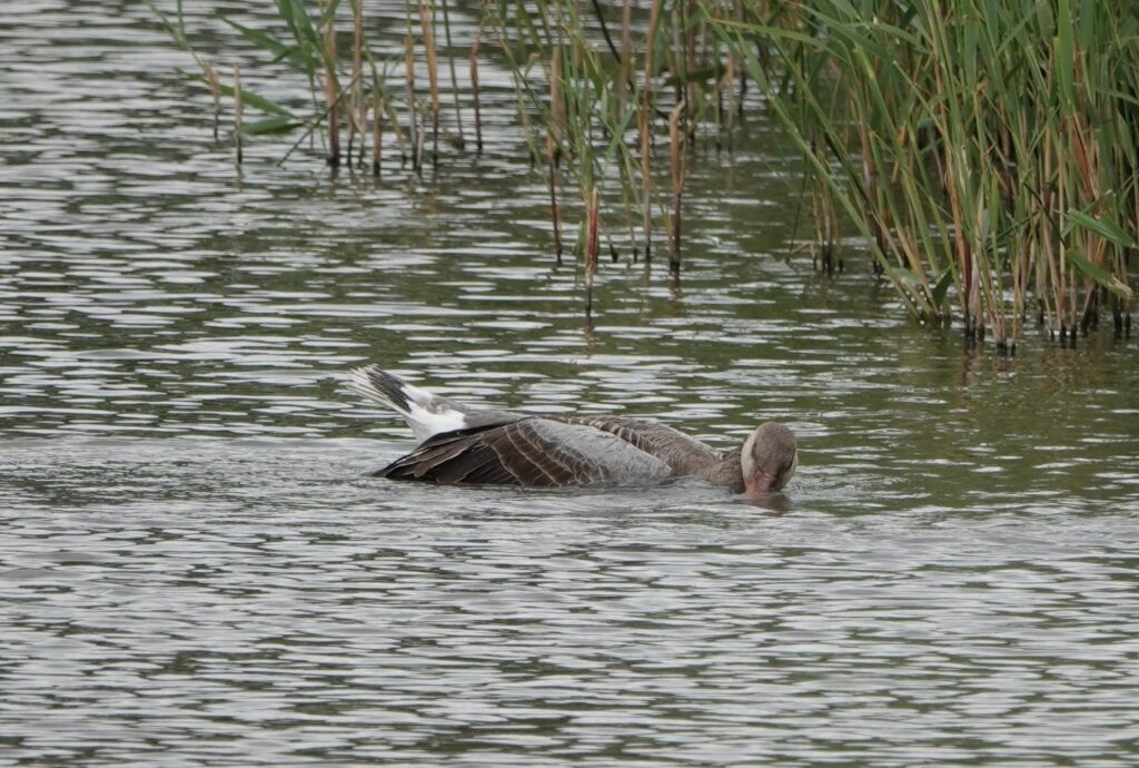 Ook in de zomervakantie alert op vogelsterfte